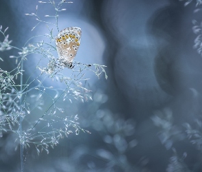 Źdźbło, Bokeh, Motyl, Modraszek ikar, Trawa