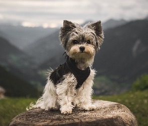 Góry, Tło, Yorkshire Terrier, Pień