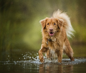 Retriever z Nowej Szkocji, Woda, Pies