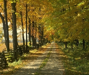 Park, Droga, Jesień, Dzewa