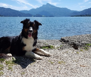 Pies, Góry, Jezioro, Border collie