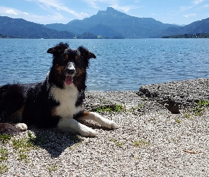 Góry, Jezioro, Pies, Border collie