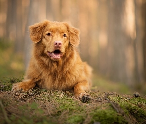 Retriever z Nowej Szkocji, Szyszki, Ściółka, Mordka, Pies