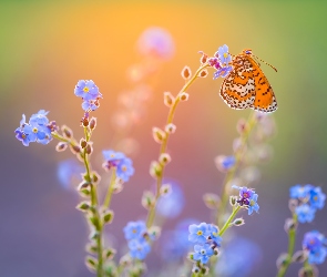 Kwiaty, Przeplatka didyma, Motyl, Niezapominajki