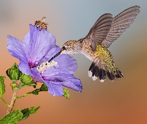 Pszczoła, Kwiat, Koliber