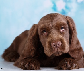 Szczeniak, Mordka, Spojrzenie, Cocker spaniel czekoladowy, Pies