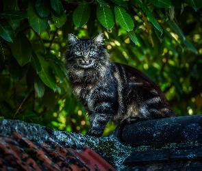 Liście, Dach, Kot, Maine coon