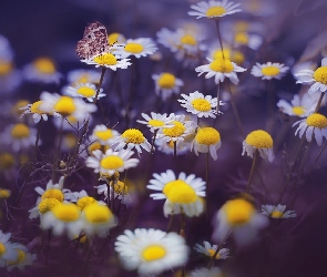 Kwiaty, Rozmycie, Motyl, Rumianki