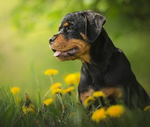 Szczeniak, Mniszek lekarski, Łąka, Rottweiler, Pies