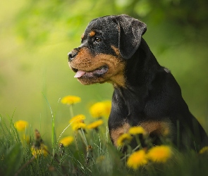 Pies, Mniszek lekarski, Rottweiler, Łąka, Szczeniak