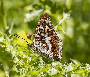 Światło, Ostrokrzew, Motyl, Roślina