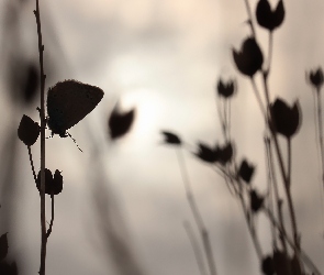 Motyl, Wieczór, Rośliny