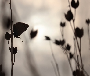 Rośliny, Wieczór, Motyl