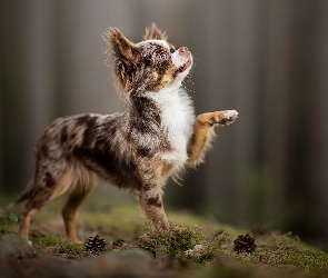 Pies, Szyszki, Ściółka, Chihuahua długowłosa