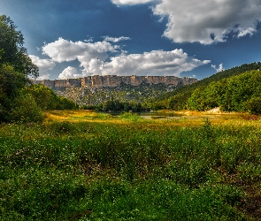 Roślinność, Góry, Staw, Łąka