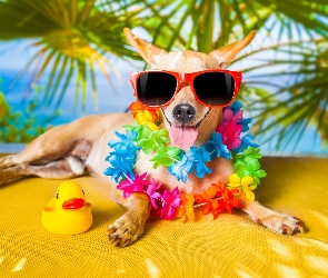 Wakacje, Palmy, Chihuahua krótkowłosa, Śmieszne, Kwiaty, Pies, Okulary