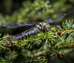 Gałązki, Świerk, Ważka