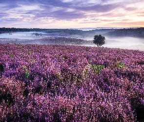 Hrabstwo Staffordshire, Wrzosy, Anglia, Wrzosowisko, Drzewa, Cannock Chase, Wzgórza, Mgła