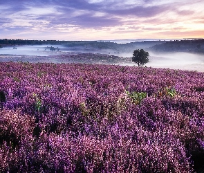 Wrzosowisko, Hrabstwo Staffordshire, Anglia, Wzgórza, Mgła, Wrzosy, Drzewa, Cannock Chase