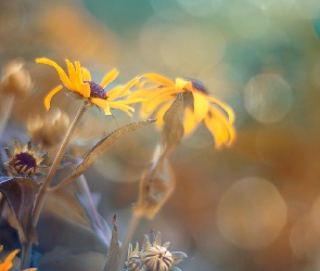 Rudbekia, Rozmycie, Kwiaty