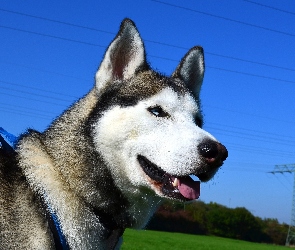 Siberian husky, Pies