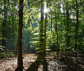 Las, Przebijające światło, Poranek, Drzewa
