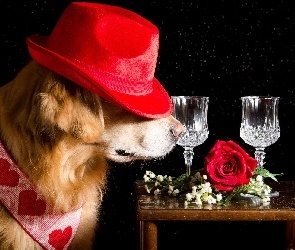 Kieliszki, Róża, Golden Retriever, Czarne tło, Stolik, Pies, Kapelusz