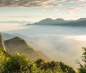 Gmina Alishan, Drzewa, Mgła, Góry Alishan, Tajwan