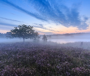 Jesień, Mgła, Drzewa, Wrzosowisko, Wrzos, Pole