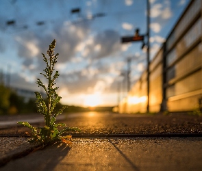 Chodnik, Zachód słońca, Roślina