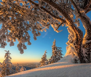 Karelia Północna, Finlandia, Poranek, Zima, Oszronione, Drzewo, Park Narodowy Koli