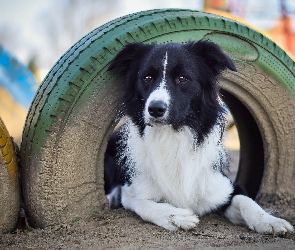 Opony, Border collie