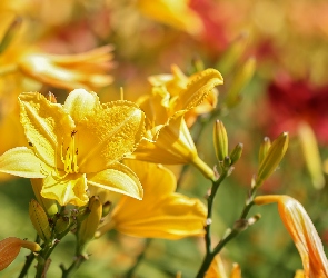 Liliowce, Kwiaty, Żółte