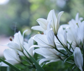 Kwiaty, Lilia biała