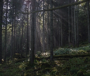 Przebijające światło, Drzewa, Ciemny, Las