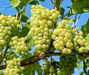 Liście, Gałązka, Winogrona, Kiście