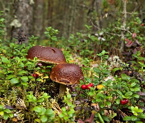 Borowiki, Ściółka, Grzyby