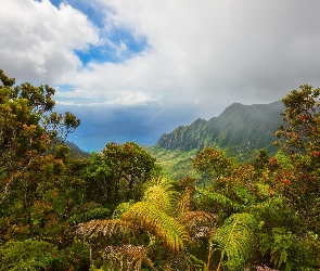 Roślinność, Chmury, Hawaje, Stany Zjednoczone, Wyspa Kauai, Wzgórza