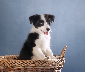 Szczeniak, Koszyk, Border collie