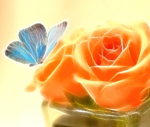 Pomarańczowa, Motyl, Róża