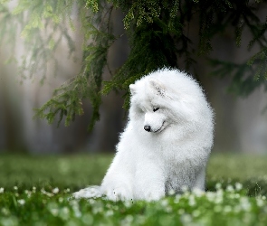 Pies, Trawa, Gałęzie, Samojed