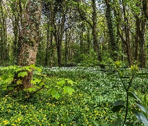 Polana, Kwiaty, Las, Leśne