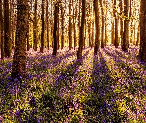 Las, Wiosna, Przebijające światło
, Kwiaty, Dzwonki, Drzewa, Polana