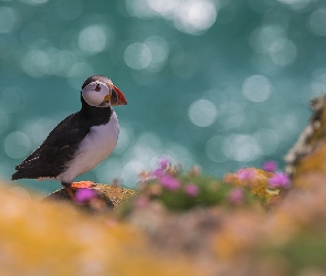 Maskonur, Tło, Rozmyte, Bokeh, Ptak