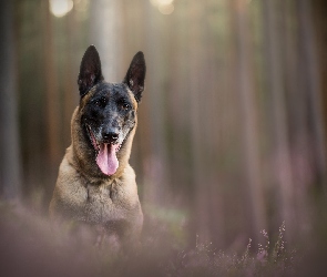 Rozmyte, Wrzosy, Owczarek belgijski malinois, Tło
, Jęzor, Pies, Mordka