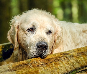 Pies, Golden retriever, Smutny