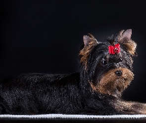 Yorkshire terrier, Kokardka, Pies