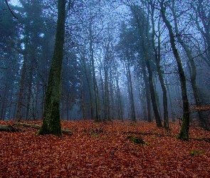 Jesień, Mgła, Drzewa, Las