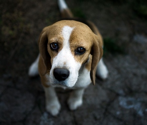 Pies, Smutny, Beagle