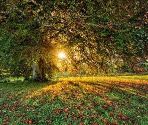 Parkanaur Forest Park, Hrabstwo Tyrone, Irlandia Północna, Jesień, Promienie słońca, Drzewa, Liście, Dungannon